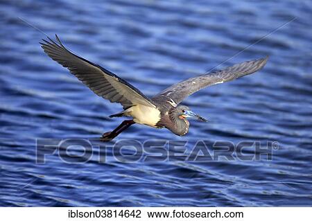 "Tricoloured Heron (Egretta tricolor), in flight, breeding plumage, Wakodahatchee Wetlands, Delray Beach, Florida, USA" View Large Photo Image Stock Image - "Tricoloured Heron (Egretta tricolor), in flight, breeding plumage, Wakodahatchee Wetlands, Delray Beach, Florida, USA". Fotosearch
