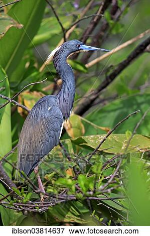 "Tricoloured Heron (Egretta tricolor), breeding plumage, Wakodahatchee Wetlands, Delray Beach, Florida, USA" View Large Photo Image Stock Photo - "Tricoloured Heron (Egretta tricolor), breeding plumage, Wakodahatchee Wetlands, Delray Beach, Florida, USA". Fotosearch