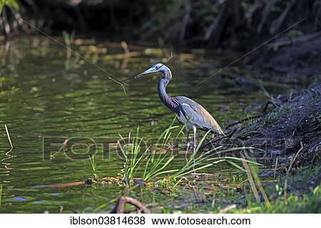 "Tricoloured Heron (Egretta tricolor), breeding plumage, Wakodahatchee Wetlands, Delray Beach, Florida, USA" View Large Photo Image Stock Photo - "Tricoloured Heron (Egretta tricolor), breeding plumage, Wakodahatchee Wetlands, Delray Beach, Florida, USA". Fotosearch