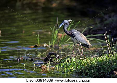 "Tricoloured Heron (Egretta tricolor), breeding plumage, Wakodahatchee Wetlands, Delray Beach, Florida, USA" View Large Photo Image Stock Photo - "Tricoloured Heron (Egretta tricolor), breeding plumage, Wakodahatchee Wetlands, Delray Beach, Florida, USA". Fotosearch