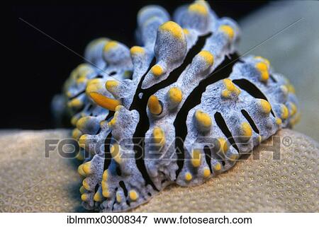 "Tricoloured Sea Slug (Phylidia varicosa), Philippines, Asia" View Large Photo Image Stock Photo - "Tricoloured Sea Slug (Phylidia varicosa), Philippines, Asia". Fotosearch