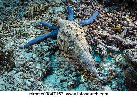"Triton's Trumpet (Charonia tritonis) feeding on a Blue Sea Star or Blue Starfish (Linckia laevigata), Philippines, Asia" View Large Photo Image Stock Image - "Triton's Trumpet (Charonia tritonis) feeding on a Blue Sea Star or Blue Starfish (Linckia laevigata), Philippines, Asia". Fotosearch