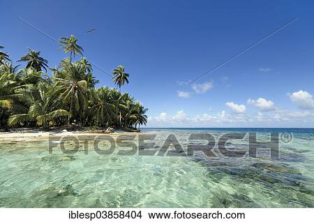 Picture - "Tropical island, beach with palm trees, Cayos los Grullos, San Blas Islands, Panama, North America". Fotosearch