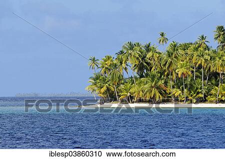 "Tropical island with palm trees, Cayos Los Grullos, Mamartupo, San Blas Islands, Panama, North America" View Large Photo Image Stock Image - "Tropical island with palm trees, Cayos Los Grullos, Mamartupo, San Blas Islands, Panama, North America". Fotosearch