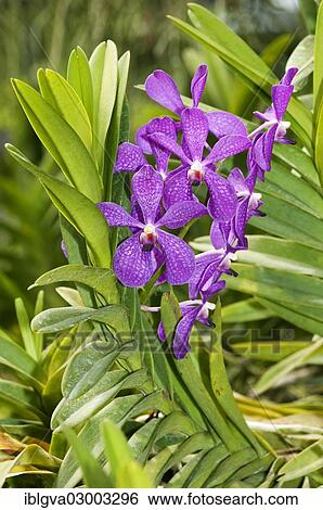 "Tropical Orchid (Orchidaceae), Vanda hybrid, Mokara, Phuket, Thailand, Asia" View Large Photo Image Stock Photograph - "Tropical Orchid (Orchidaceae), Vanda hybrid, Mokara, Phuket, Thailand, Asia". Fotosearch