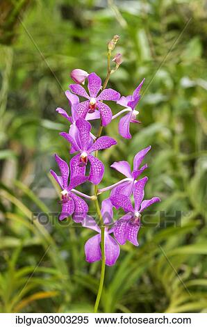 Stock Photography - "Tropical Orchid (Orchidaceae), Vanda hybrid, Mokara, Phuket, Thailand, Asia". Fotosearch