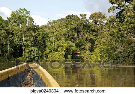 "Tropical rainforest on the Tiputini river, bow, Yasuni National Park, Amazon Basin, Ecuador, South America" View Large Photo Image Stock Image - "Tropical rainforest on the Tiputini river, bow, Yasuni National Park, Amazon Basin, Ecuador, South America". Fotosearch