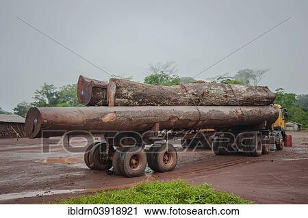 "Tropical timber on a truck, Goumela, East Region, Cameroon, Africa" View Large Photo Image Stock Image - "Tropical timber on a truck, Goumela, East Region, Cameroon, Africa". Fotosearch