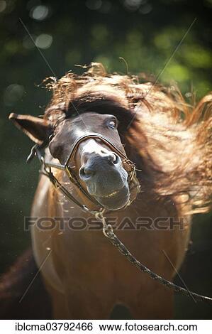 "Trotter gelding, brown, shaking itself" View Large Photo Image Stock Photograph - "Trotter gelding, brown, shaking itself". Fotosearch