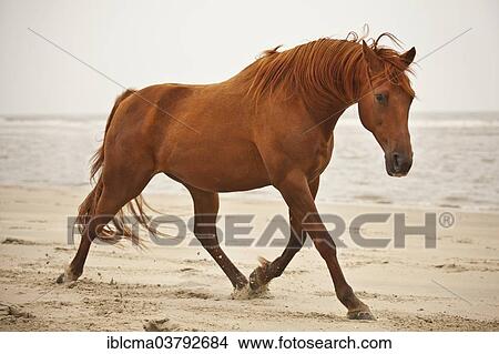 "Trotter gelding, sorrel-coloured, roaming free on the beach of Borkum, Lower Saxony, Germany, Europe" View Large Photo Image Picture - "Trotter gelding, sorrel-coloured, roaming free on the beach of Borkum, Lower Saxony, Germany, Europe". Fotosearch