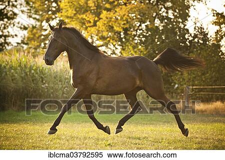 "Trotter, gelding, stallion, trotting in meadow" View Large Photo Image Stock Photography - "Trotter, gelding, stallion, trotting in meadow". Fotosearch