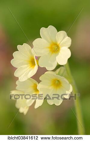 "True Oxlip (Primula elatior), blossoms, North Rhine-Westphalia, Germany, Europe" View Large Photo Image Stock Image - "True Oxlip (Primula elatior), blossoms, North Rhine-Westphalia, Germany, Europe". Fotosearch