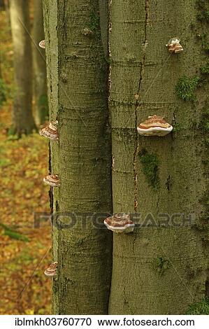 "True Tinder Polypore (Fomes fomentarius) growing on a Common Beech or European Beech trunk (Fagus sylvatica), Hesse, Germany, Europe" View Large Photo Image Stock Image - "True Tinder Polypore (Fomes fomentarius) growing on a Common Beech or European Beech trunk (Fagus sylvatica), Hesse, Germany, Europe". Fotosearch