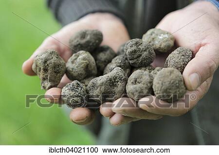 Stock Image - "Truffle hunter with a handful of black truffles, Alba County, Piedmont, Italy, Europe". Fotosearch
