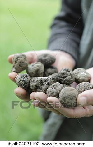 Stock Image - "Truffle hunter with a handful of black truffles, Alba County, Piedmont, Italy, Europe". Fotosearch