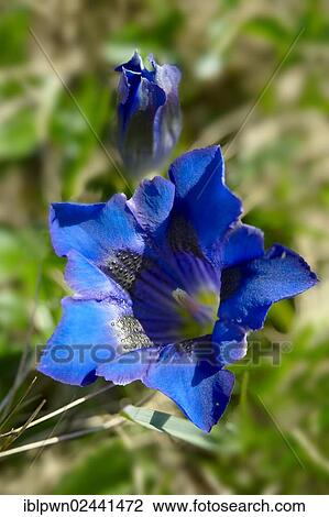 "Trumpet Gentian (Gentiana acaulis), Faulhorn Mountain, Bernese Alps, Switzerland, Europe" View Large Photo Image Stock Image - "Trumpet Gentian (Gentiana acaulis), Faulhorn Mountain, Bernese Alps, Switzerland, Europe". Fotosearch