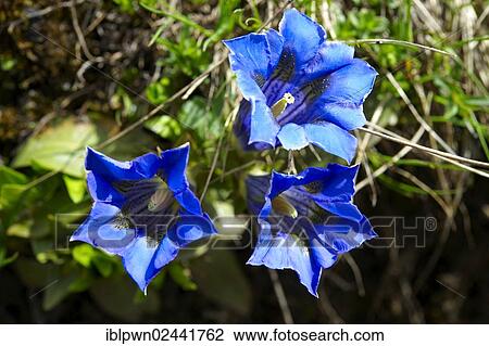 "Trumpet Gentian (Gentiana acaulis), Faulhorn Mountain, Bernese Alps, Switzerland, Europe" View Large Photo Image Stock Image - "Trumpet Gentian (Gentiana acaulis), Faulhorn Mountain, Bernese Alps, Switzerland, Europe". Fotosearch