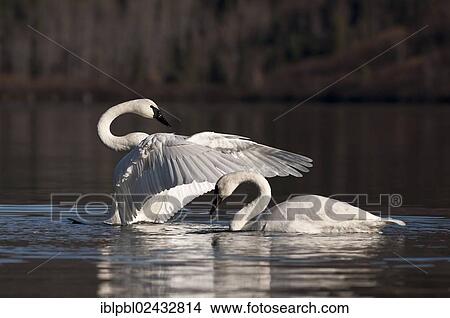 "Trumpeter swans (Cygnus buccinator) on a lake, Summit Lake, Alaska, United States, North America" View Large Photo Image Picture - "Trumpeter swans (Cygnus buccinator) on a lake, Summit Lake, Alaska, United States, North America". Fotosearch