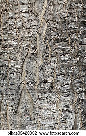 Trunk of a Canary Island Dragon Tree (Dracaena draco) View Large Photo Image Stock Image - Trunk of a Canary Island Dragon Tree (Dracaena draco). Fotosearch