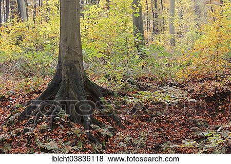 "Trunk of a Common Beech (Fagus sylvatica) in autumn, North Rhine-Westphalia, Germany, Europe" View Large Photo Image Stock Photo - "Trunk of a Common Beech (Fagus sylvatica) in autumn, North Rhine-Westphalia, Germany, Europe". Fotosearch