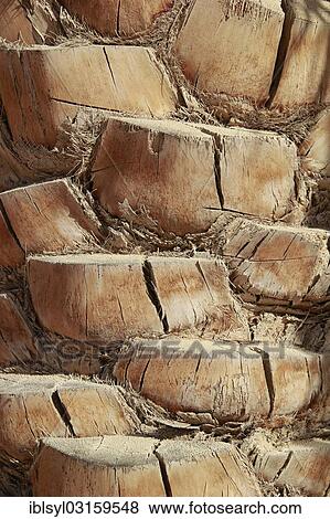 Stock Photo - "Trunk of a Date Palm (Phoenix), United Arab Emirates, Asia". Fotosearch