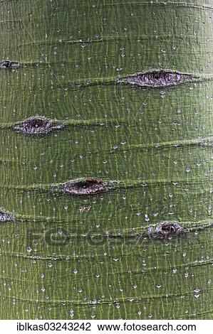 "Trunk of the Kurrajong tree (Brachychiton populneus), native to Australia" View Large Photo Image Stock Image - "Trunk of the Kurrajong tree (Brachychiton populneus), native to Australia". Fotosearch