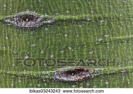 "Trunk of the Kurrajong tree (Brachychiton populneus), native to Australia" View Large Photo Image Stock Image - "Trunk of the Kurrajong tree (Brachychiton populneus), native to Australia". Fotosearch