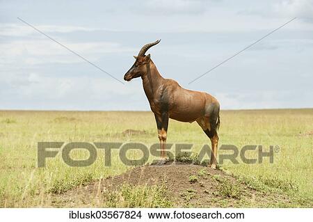 "Tsessebe or Sassaby (Damaliscus lunatus jimela) standing in a typical guard position on a termite mound, Kenya, Africa" View Large Photo Image Picture - "Tsessebe or Sassaby (Damaliscus lunatus jimela) standing in a typical guard position on a termite mound, Kenya, Africa". Fotosearch