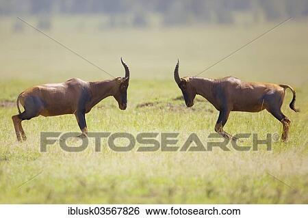 Stock Photograph - "Tsessebe or Sassaby (Damaliscus lunatus jimela), two bulls fighting, Kenya, Africa". Fotosearch