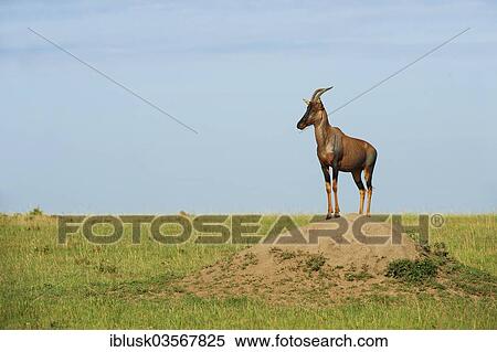 Stock Photography - "Tsessebe or Sassaby (Damaliscus lunatus jimela) standing in a typical guard position on a termite mound, Kenya, Africa". Fotosearch