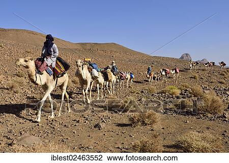 "Tuareg men, camel caravan, Sahara, Atakor, Hoggar Gebirge, Tamanrasset Province, Algeria, Africa" View Large Photo Image Stock Image - "Tuareg men, camel caravan, Sahara, Atakor, Hoggar Gebirge, Tamanrasset Province, Algeria, Africa". Fotosearch