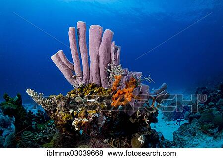 "Tube Sponge (Niphates olemda), Busuanga, Busuanga, Mimaropa, Philippines, Asia" View Large Photo Image Stock Photo - "Tube Sponge (Niphates olemda), Busuanga, Busuanga, Mimaropa, Philippines, Asia". Fotosearch