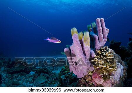 Stock Photograph - "Tube Sponge (Niphates olemda) with Purple Queen Anthias (Pseudanthias tuka), Busuanga, Mimaropa, Philippines, Asia". Fotosearch