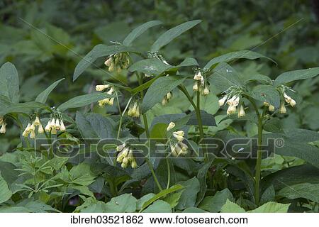 "Tuberous Comfrey (Symphytum tuberosum), Pinkafeld, Burgenland, Austria, Europe" View Large Photo Image Stock Image - "Tuberous Comfrey (Symphytum tuberosum), Pinkafeld, Burgenland, Austria, Europe". Fotosearch