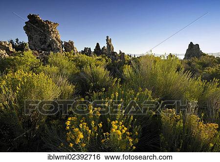 "Tufa Rocks, calc-tuff rock formations, South Tufa Area, Mono Basin and Range region, Sierra Nevada, California, USA" View Large Photo Image Stock Photograph - "Tufa Rocks, calc-tuff rock formations, South Tufa Area, Mono Basin and Range region, Sierra Nevada, California, USA". Fotosearch