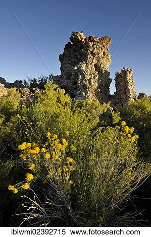 "Tufa Rocks, calc-tuff rock formations, South Tufa Area, Mono Basin and Range region, Sierra Nevada, California, USA" View Large Photo Image Stock Photography - "Tufa Rocks, calc-tuff rock formations, South Tufa Area, Mono Basin and Range region, Sierra Nevada, California, USA". Fotosearch