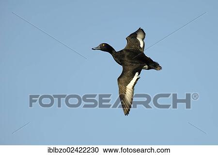 Tufted Duck (Aythya fuligula), drake in flight, Texel, Wadden Islands, Netherlands, Holland, Europe View Large Photo Image Stock Image - Tufted Duck (Aythya fuligula), drake in flight, Texel, Wadden Islands, Netherlands, Holland, Europe. Fotosearch