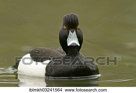 "Tufted Duck (Aythya fuligula), drake, Gottingen, Lower Saxony, Germany, Europe" View Large Photo Image Picture - "Tufted Duck (Aythya fuligula), drake, Gottingen, Lower Saxony, Germany, Europe". Fotosearch
