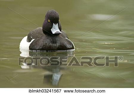 "Tufted Duck (Aythya fuligula), drake, Gottingen, Lower Saxony, Germany, Europe" View Large Photo Image Stock Photo - "Tufted Duck (Aythya fuligula), drake, Gottingen, Lower Saxony, Germany, Europe". Fotosearch