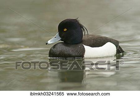 "Tufted Duck (Aythya fuligula), drake, Gottingen, Lower Saxony, Germany, Europe" View Large Photo Image Stock Photography - "Tufted Duck (Aythya fuligula), drake, Gottingen, Lower Saxony, Germany, Europe". Fotosearch