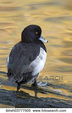 Stock Photography - "Tufted Duck (Aythya fuligula), drake, outdoor enclosure, Bavarian Forest National Park, Bavaria, Germany, Europe". Fotosearch