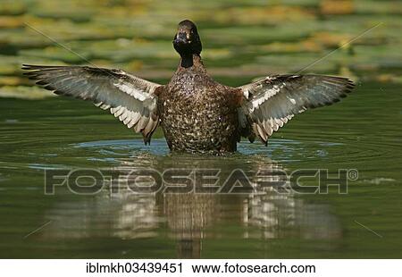 "Tufted Duck (Aythya fuligula), female, Gottingen, Lower Saxony, Germany, Europe" View Large Photo Image Stock Image - "Tufted Duck (Aythya fuligula), female, Gottingen, Lower Saxony, Germany, Europe". Fotosearch