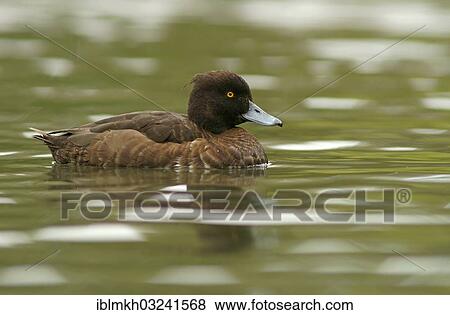 "Tufted Duck (Aythya fuligula), female, Gottingen, Lower Saxony, Germany, Europe" View Large Photo Image Stock Photo - "Tufted Duck (Aythya fuligula), female, Gottingen, Lower Saxony, Germany, Europe". Fotosearch