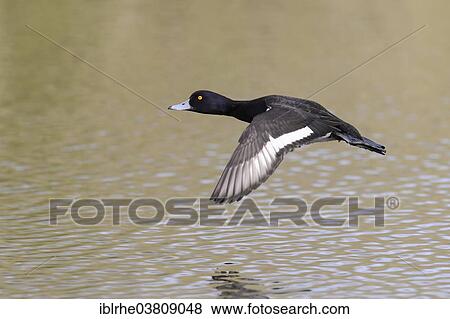 "Tufted Duck (Aythya fuligula), in flight, Germany, Europe" View Large Photo Image Stock Photo - "Tufted Duck (Aythya fuligula), in flight, Germany, Europe". Fotosearch