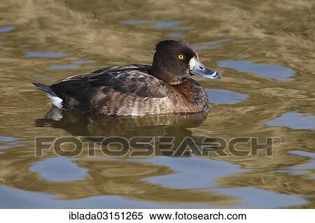 "Tufted Duck (Aythya fuligula), floating female, Westernieland, Nationalpark Lauwersmeer, The Netherlands, Europe" View Large Photo Image Stock Photography - "Tufted Duck (Aythya fuligula), floating female, Westernieland, Nationalpark Lauwersmeer, The Netherlands, Europe". Fotosearch