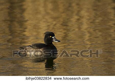 "Tufted Duck (Aythya fuligula), Texel, North Holland, Netherlands" View Large Photo Image Picture - "Tufted Duck (Aythya fuligula), Texel, North Holland, Netherlands". Fotosearch