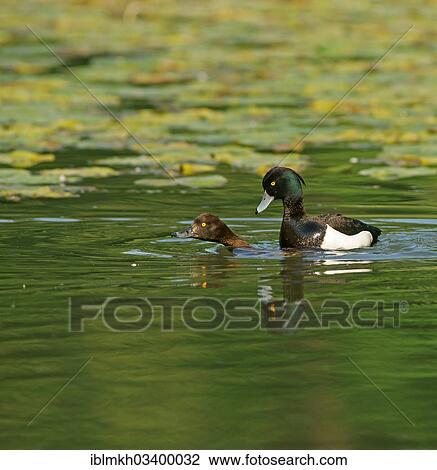 "Tufted Ducks (Aythya fuligula), copula, mating, Gottingen, Lower Saxony, Germany, Europe" View Large Photo Image Stock Image - "Tufted Ducks (Aythya fuligula), copula, mating, Gottingen, Lower Saxony, Germany, Europe". Fotosearch