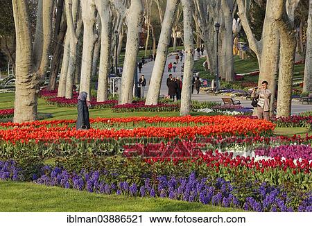 "Tulip beds, Gulhane Park, Sarayburnu, Istanbul, European side, Turkey, Asia" View Large Photo Image Stock Image - "Tulip beds, Gulhane Park, Sarayburnu, Istanbul, European side, Turkey, Asia". Fotosearch