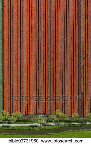 "Tulip field, aerial view, Spierdijk, Wester-Koggenland, province of North Holland, The Netherlands, Europe" View Large Photo Image Stock Image - "Tulip field, aerial view, Spierdijk, Wester-Koggenland, province of North Holland, The Netherlands, Europe". Fotosearch