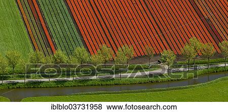 "Tulip field, aerial view, Spierdijk, Wester-Koggenland, province of North Holland, The Netherlands, Europe" View Large Photo Image Stock Photo - "Tulip field, aerial view, Spierdijk, Wester-Koggenland, province of North Holland, The Netherlands, Europe". Fotosearch